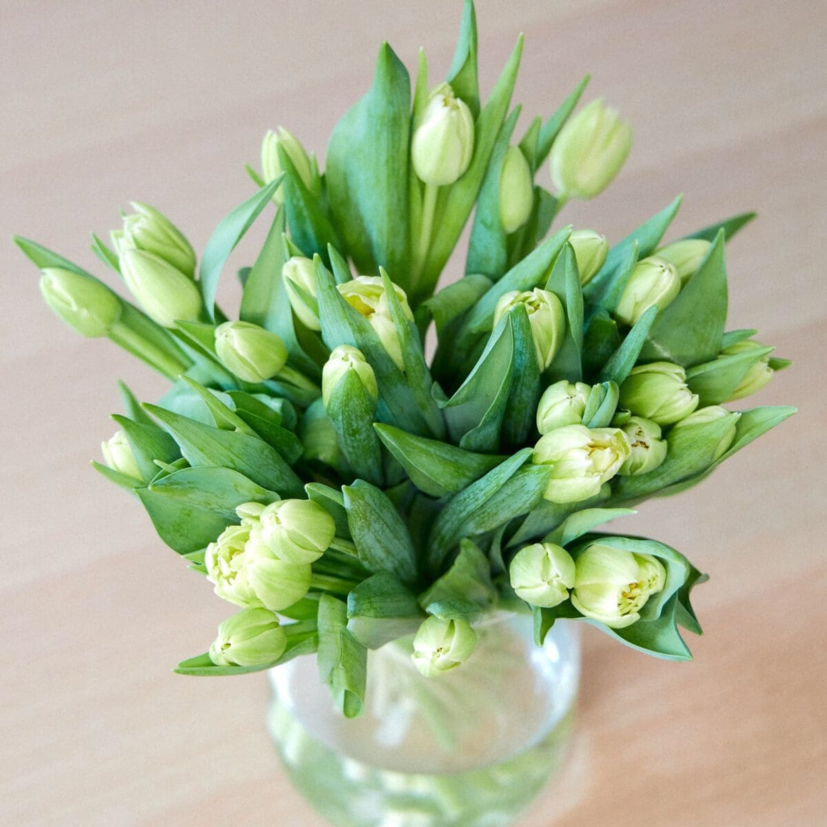 Botte de Tulipes jaunes – Image 4