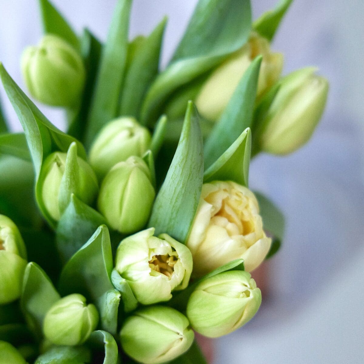 Botte de Tulipes jaunes – Image 6